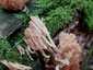 Csészés álkorallgomba (Artomyces pyxidatus), Velencei-hegység